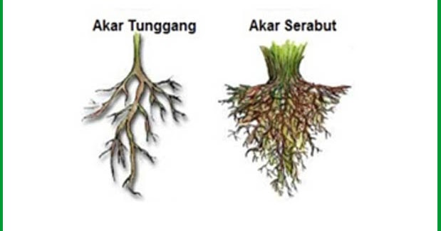 Mengenal Jenis  Jenis Akar  Pada Tumbuhan Tunggang dan Serabut 