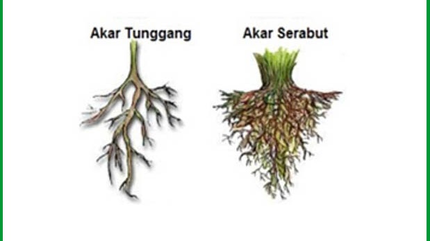 Akar kangkung serabut atau tunggang