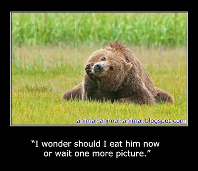 Cool Animal Memes Wallpapers | Digital Wildlife Wallpapers