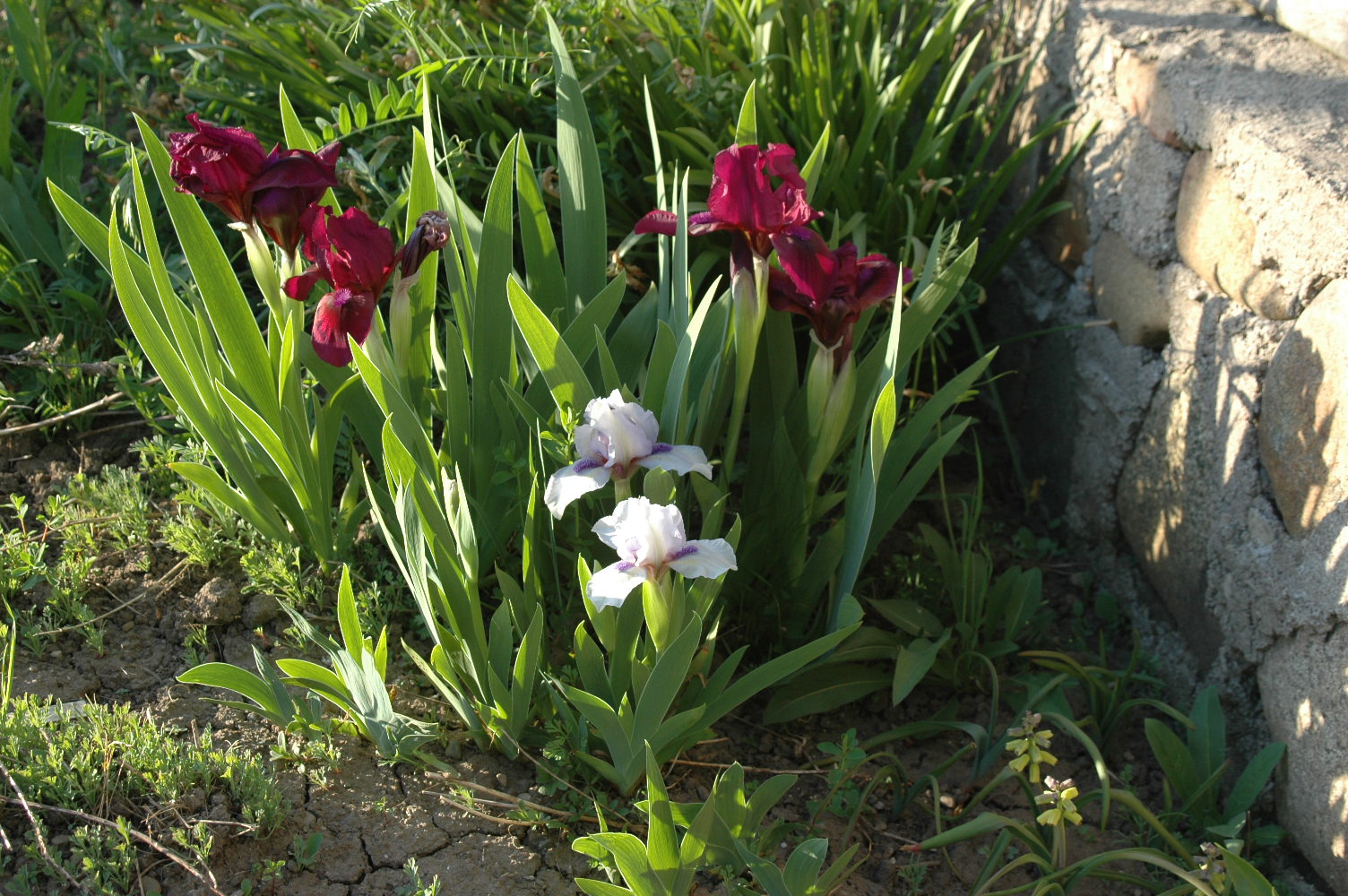 Roche Fleurie Garden: "Cherry Garden" - Portrait of an Iris