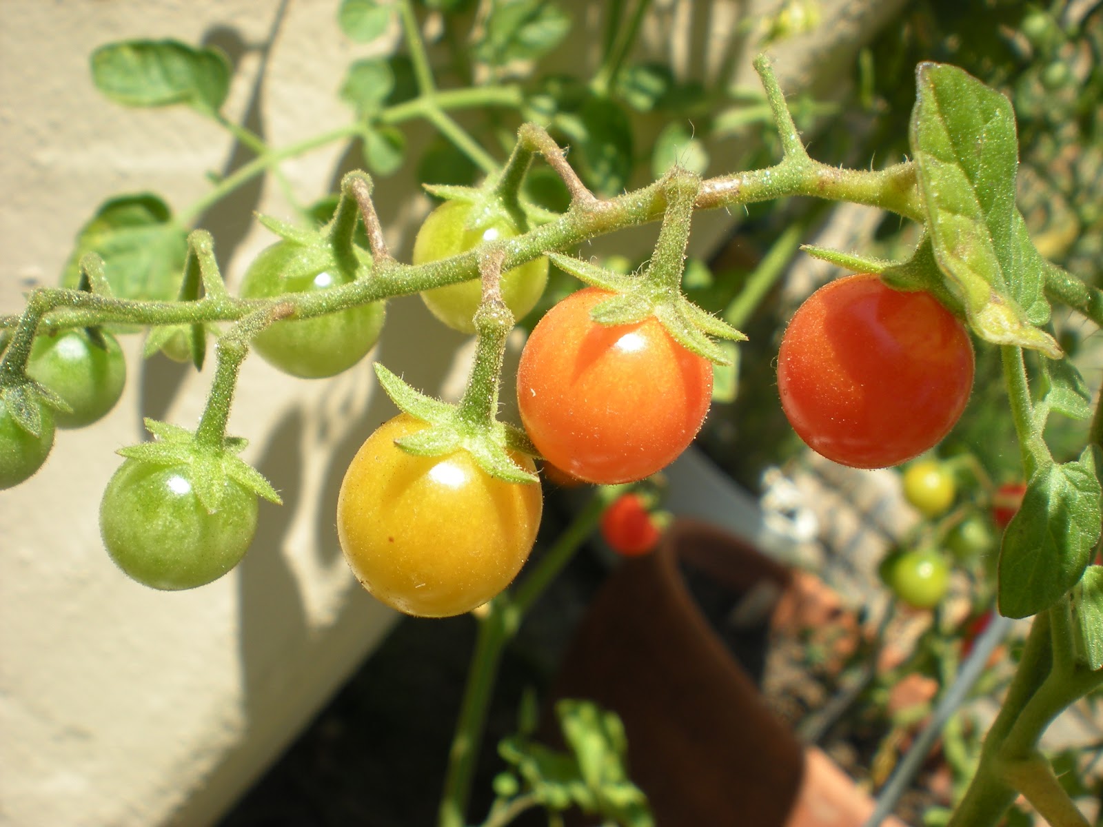 Southern California Gardening Tomatoes