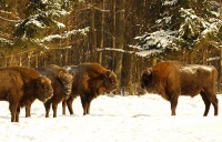 Bialowieza © Francesco Carrani