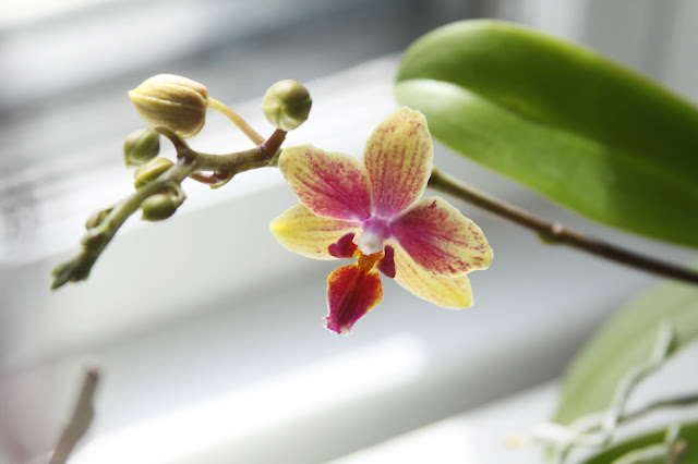 orchids, moth orchids, phalaenopsis, yellow orchids, Anne Butera, My Giant Strawberry
