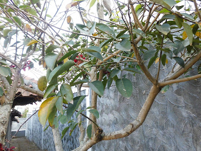 Coral Trees ( Erythrina ) or Dadap in Indonesian.