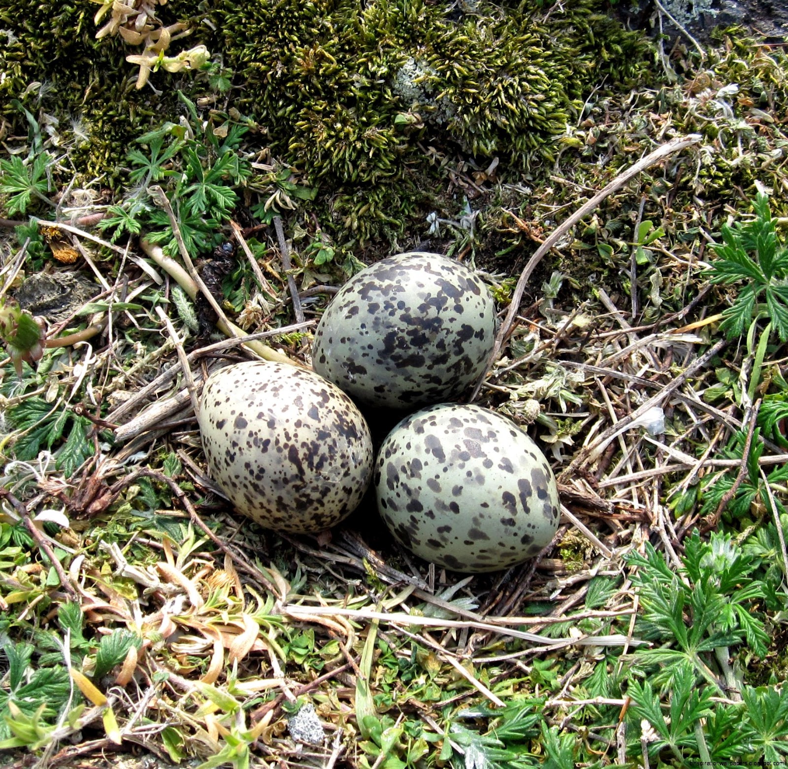 Arctic Tern Eggs