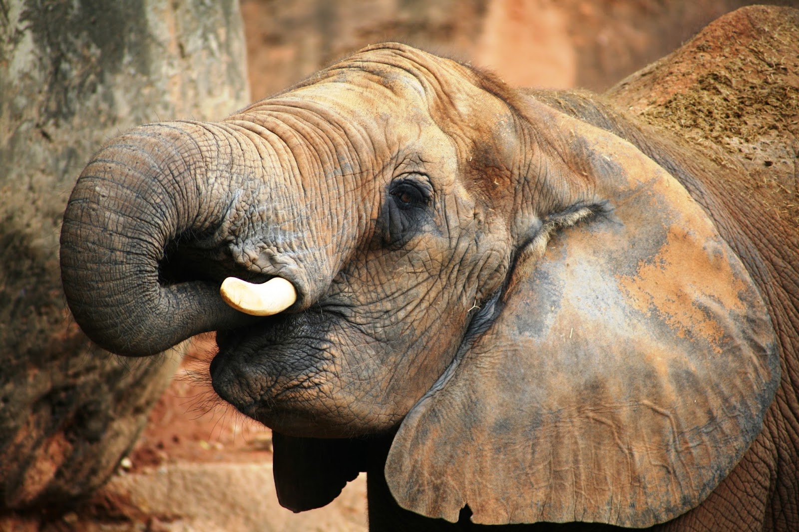 A baby elephant with it's trunk in the mouth. A baby elephant with it's trunk in the mouth.