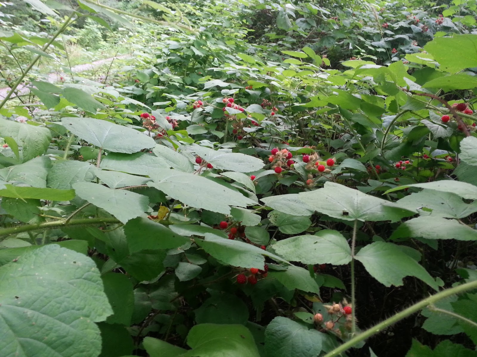Tips and Encouragement from a Homeschooling Mom Wild Wine Berry Jelly/Jam