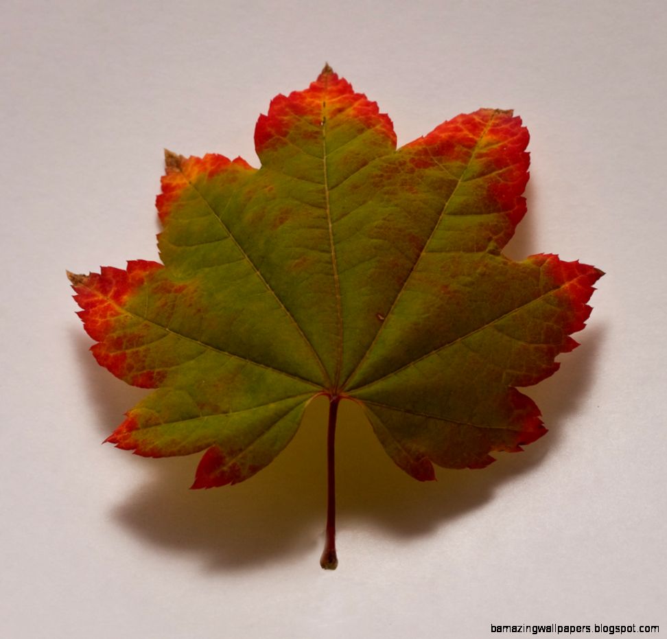 Green and Red Autumn Leaf  Ari Takes Pictures