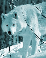Bijeli vuk životinje download besplatne pozadine slike za mobitele