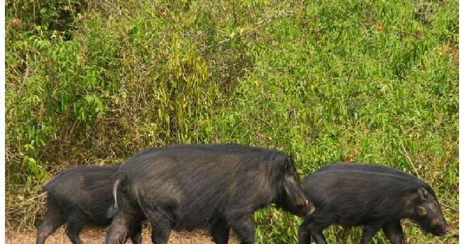3 Cara Mencegah Serangan Babi Hutan Di Kebun Kelapa Sawit 3 Cara Mencegah Serangan Babi Hutan Di Kebun Kelapa Sawit