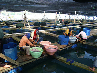 budidaya ikan kerapu budidaya ikan kerapu