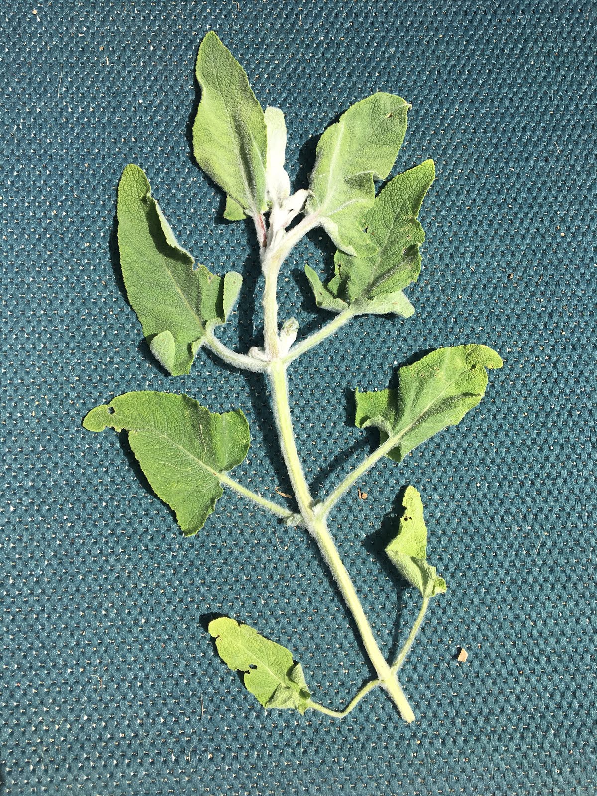 Pennsylvania Street Gardens: How to root Salvia cuttings