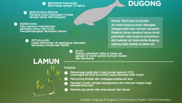 Dugong Description