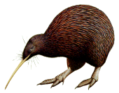 Kiwi marrón de la isla norte Apterix mantelli