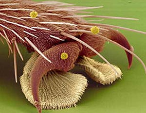 лапка мухи под микроскопом - тематическое занятие "Где спит муха"