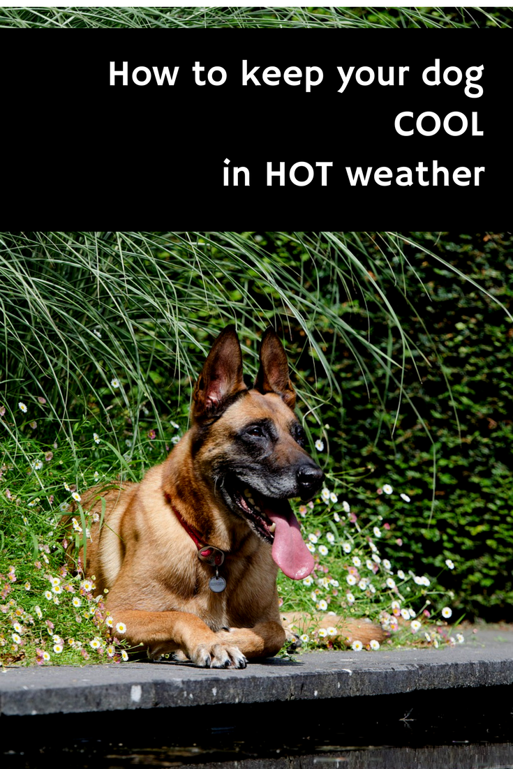 A Green and Rosie Life Keeping Dogs Cool in Hot weather