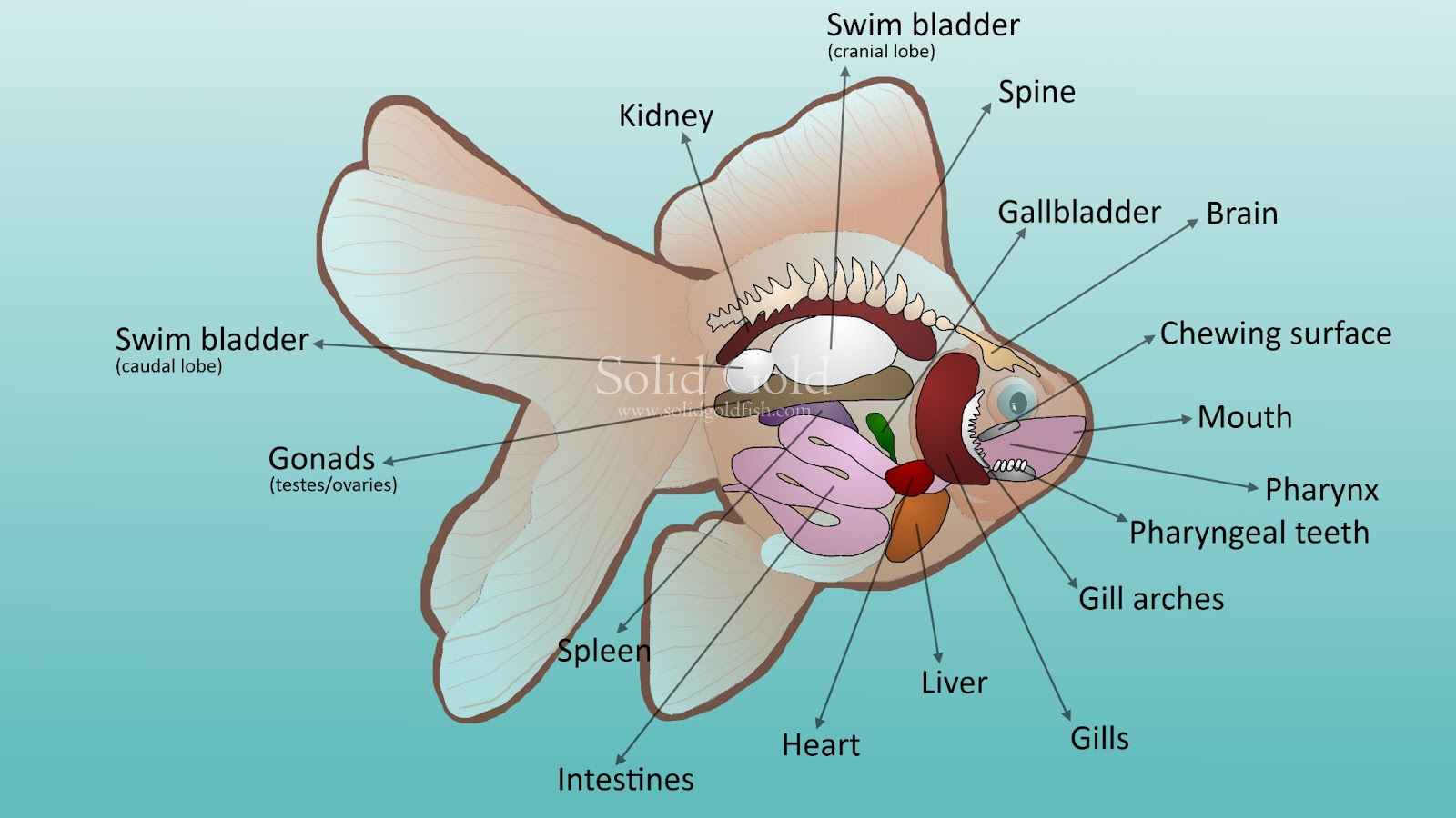 gfscorner-goldfish-anatomy