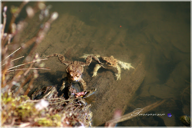 mason bees, beaver, spring flowers, pszczoły murarki, wiosenne kwiaty, bóbr, kaczki krzyżówki