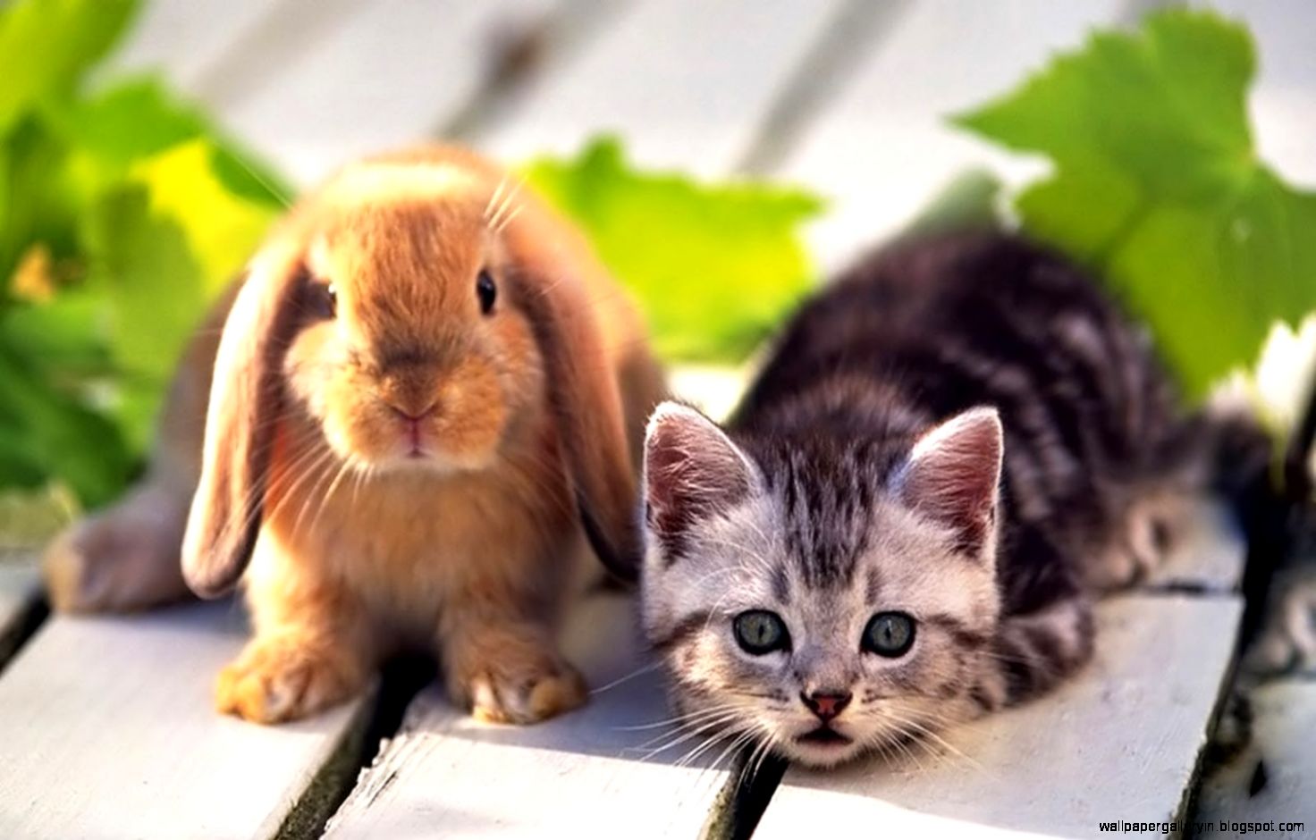 Cute Rabbit And Cat Wallpaper Hd Desktop | Wallpaper Gallery