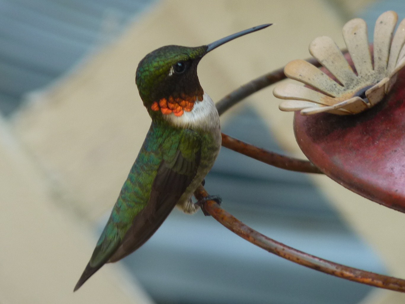 I Spy On Birds: Alabama Birds
