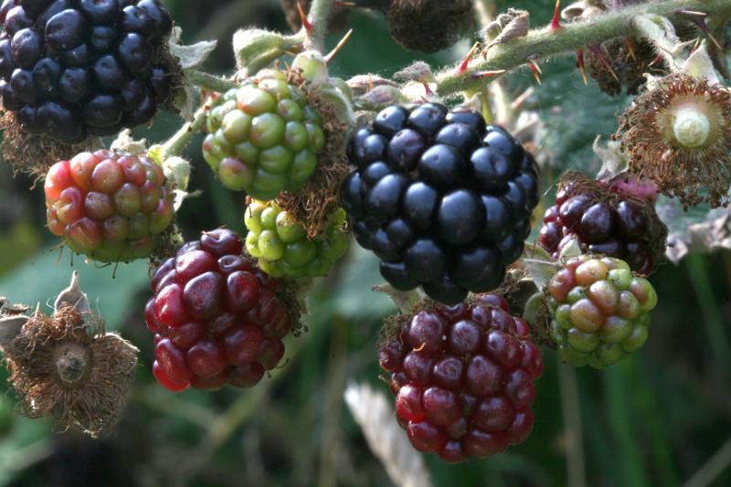 Blackberry Fruit Natural Beauty