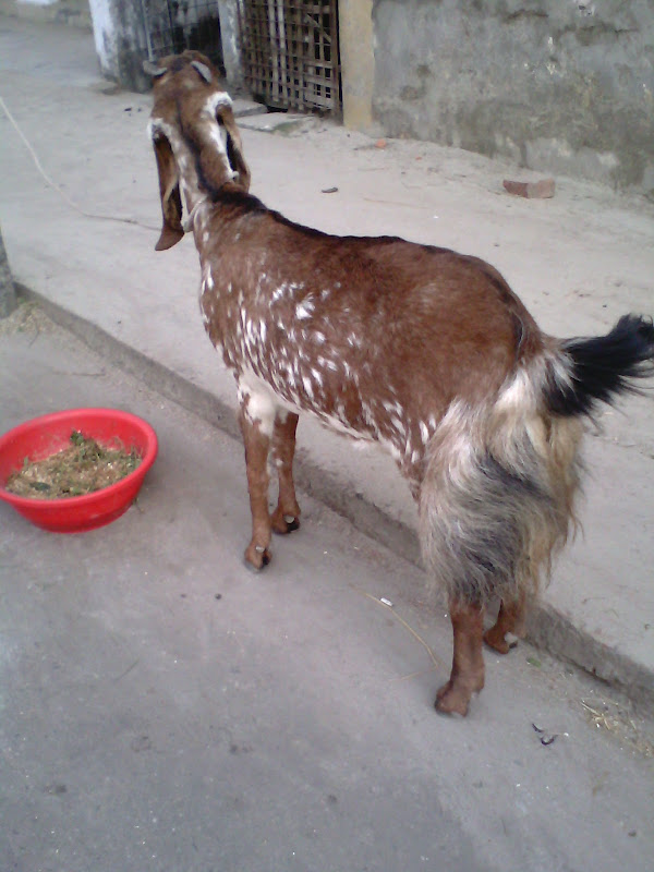 jamunapari goat, milk goat breed, ram sagol, jamnapari goat