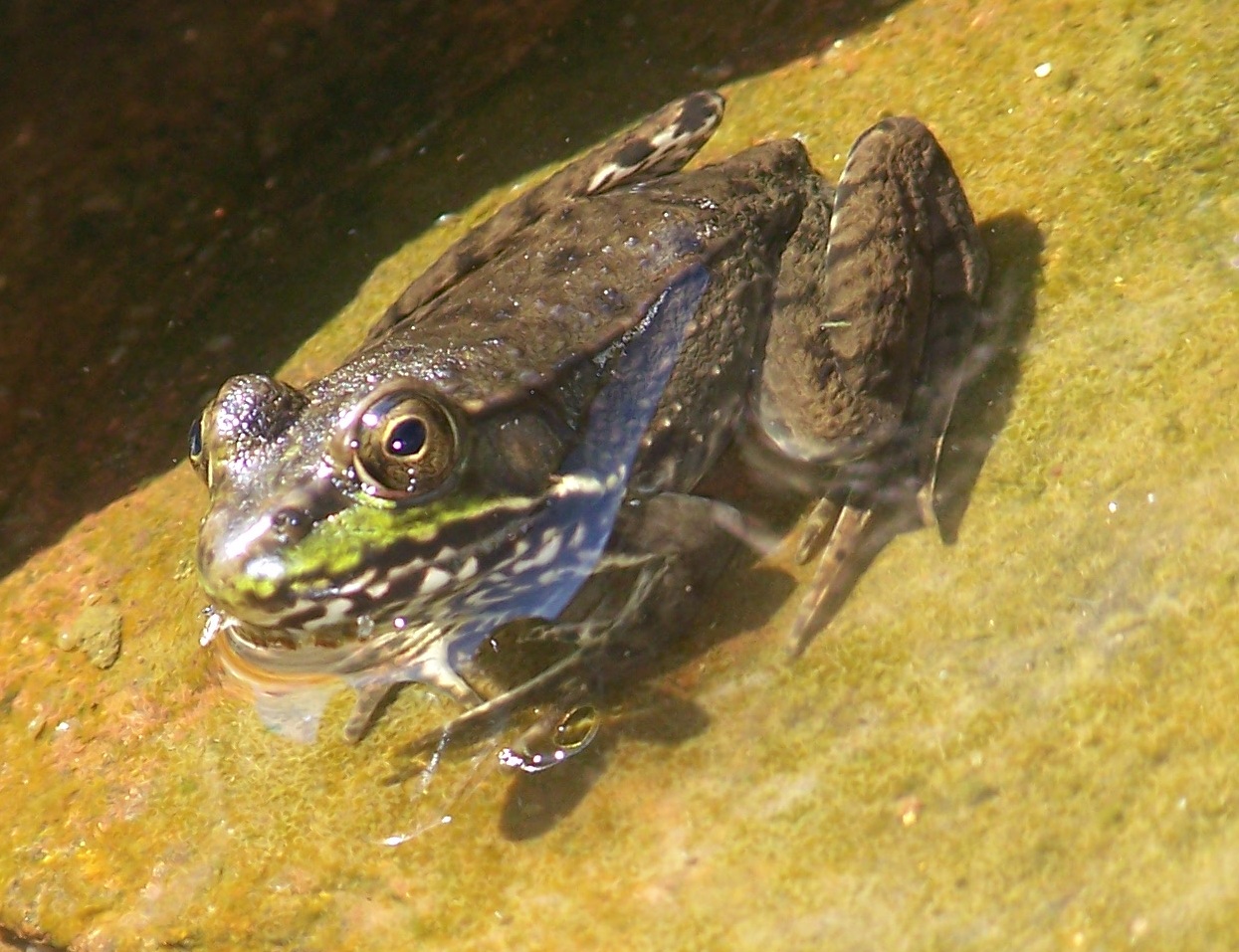 What Lives in my Yard? Northern Green Frogs (Rana clamitans melatona