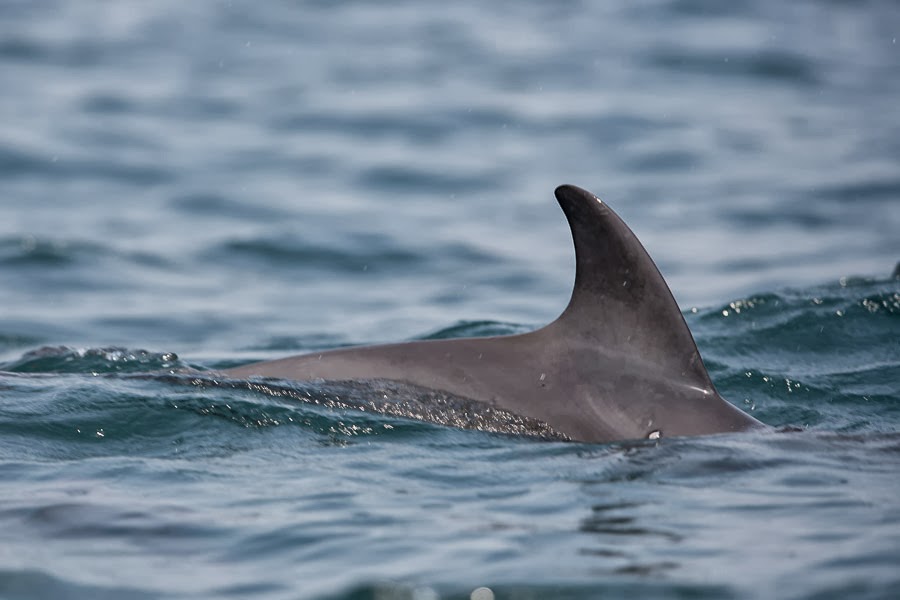 Animals of the world: Indo-Pacific bottlenose dolphin