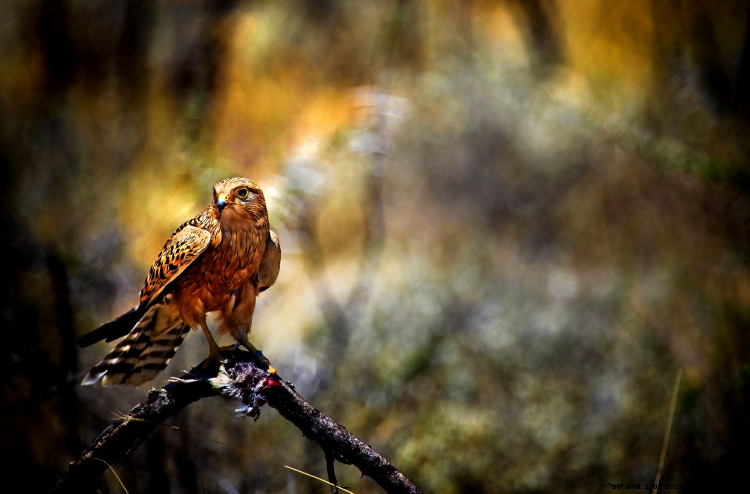 Falcon Hawk Bird