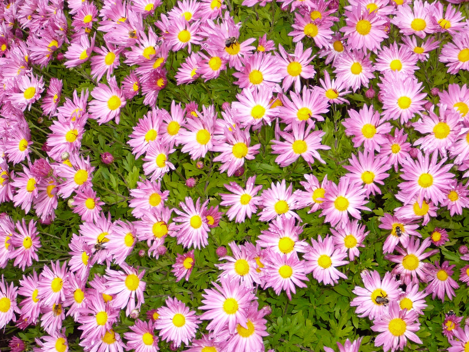 Pam's Garden Spot Minnesota mums