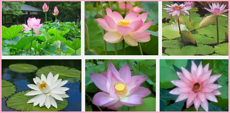 Fungsi Rongga Udara Pada Batang Teratai Update Info