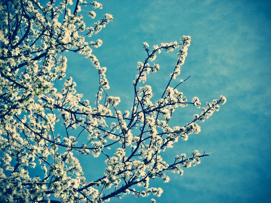 SPRING HD WALLPAPERS | FREE HD WALLPAPERS