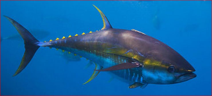 Fish Identification: Tuna species