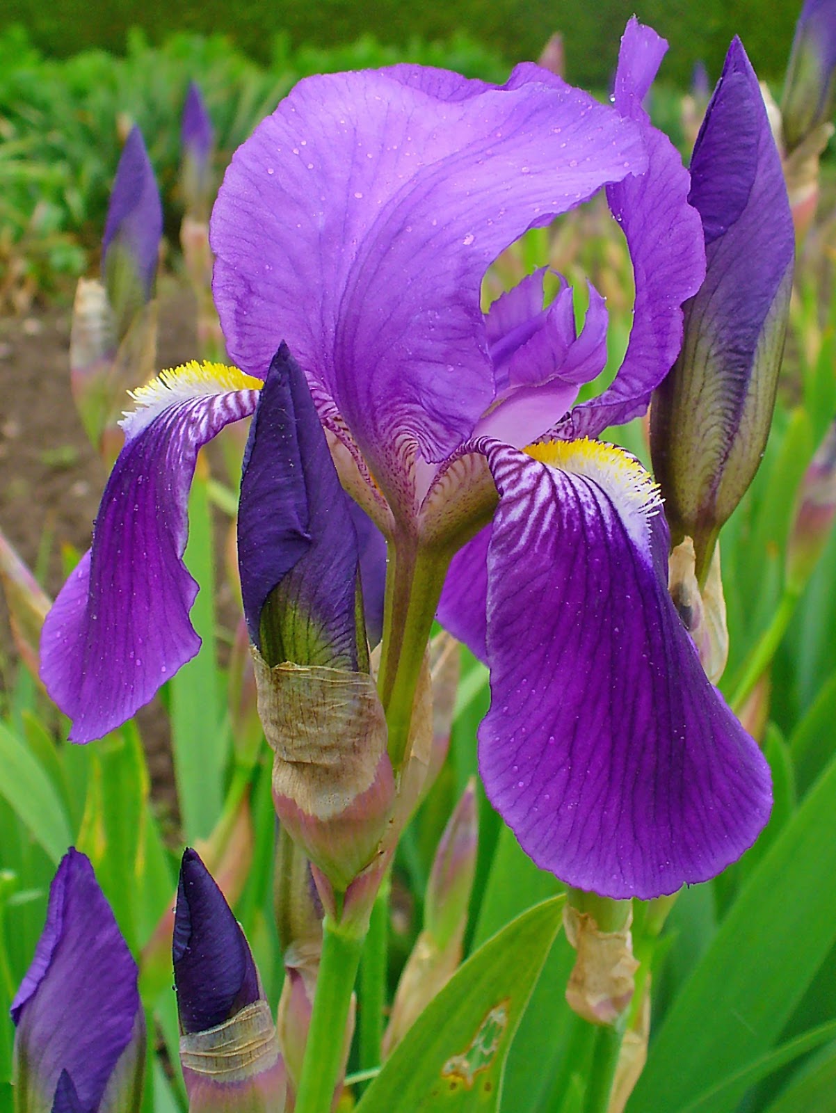 GIARDINAGGIO LAURA PONTE IN VALTELLINA IRIS
