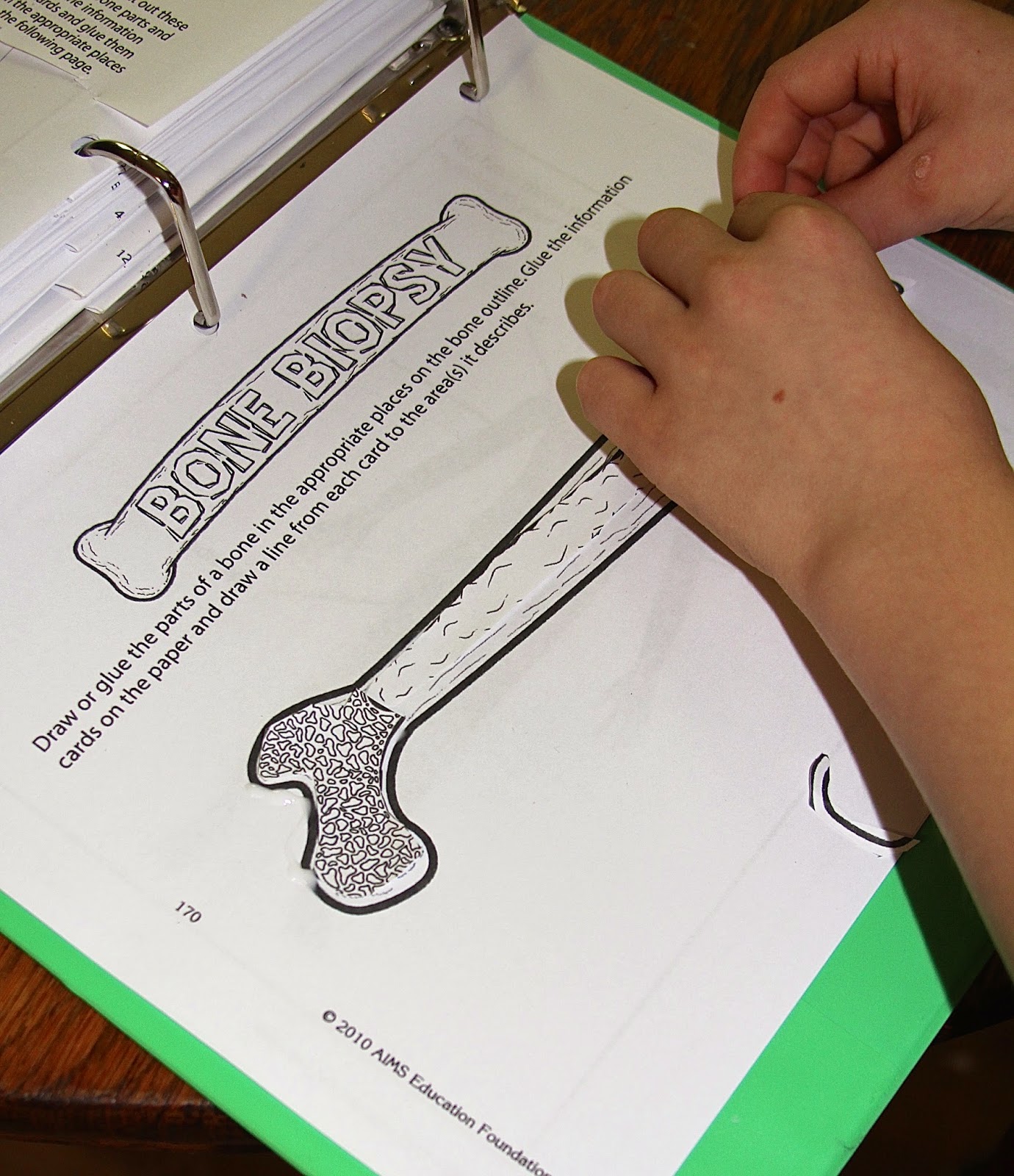 The Fantastic Five: Dem Bones, Dem Bones (Skeletal System Activities)