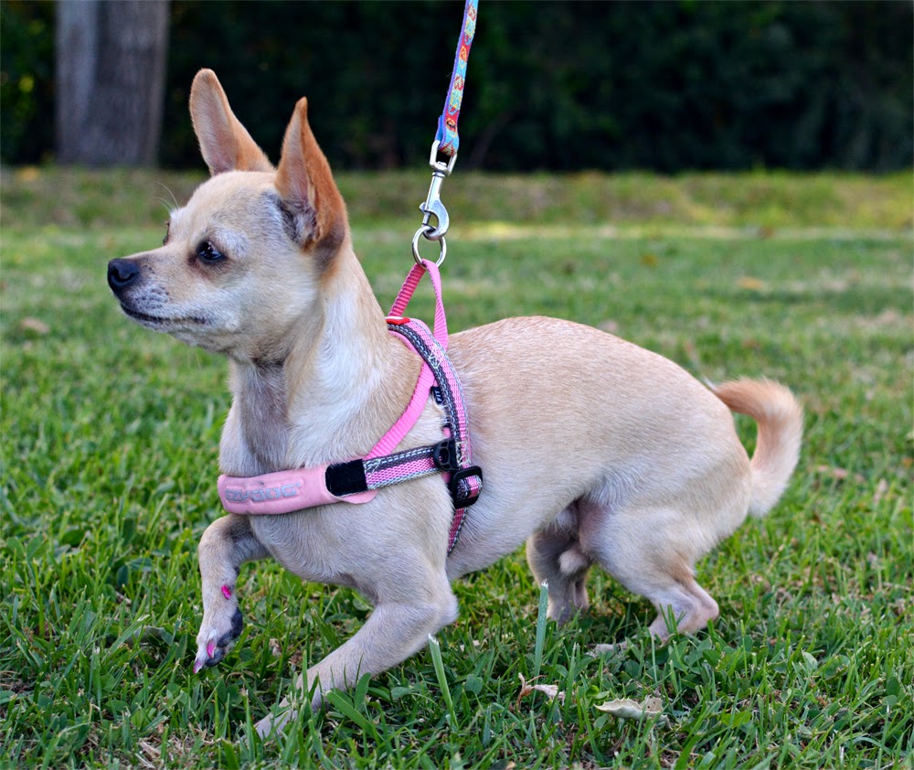 The Dog Geek: Product Review: EzyDog QuickFit Harness