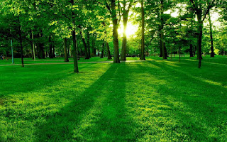 Android Vally Most Beautiful Green Hd Wallpaper For Iphone