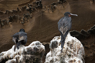 Flightless Cormorants at Albemarle, Isabela Island, Galapagos