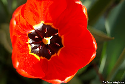 Lalea Tulpen Tulip Tulipe Tulipán Τουλίπα