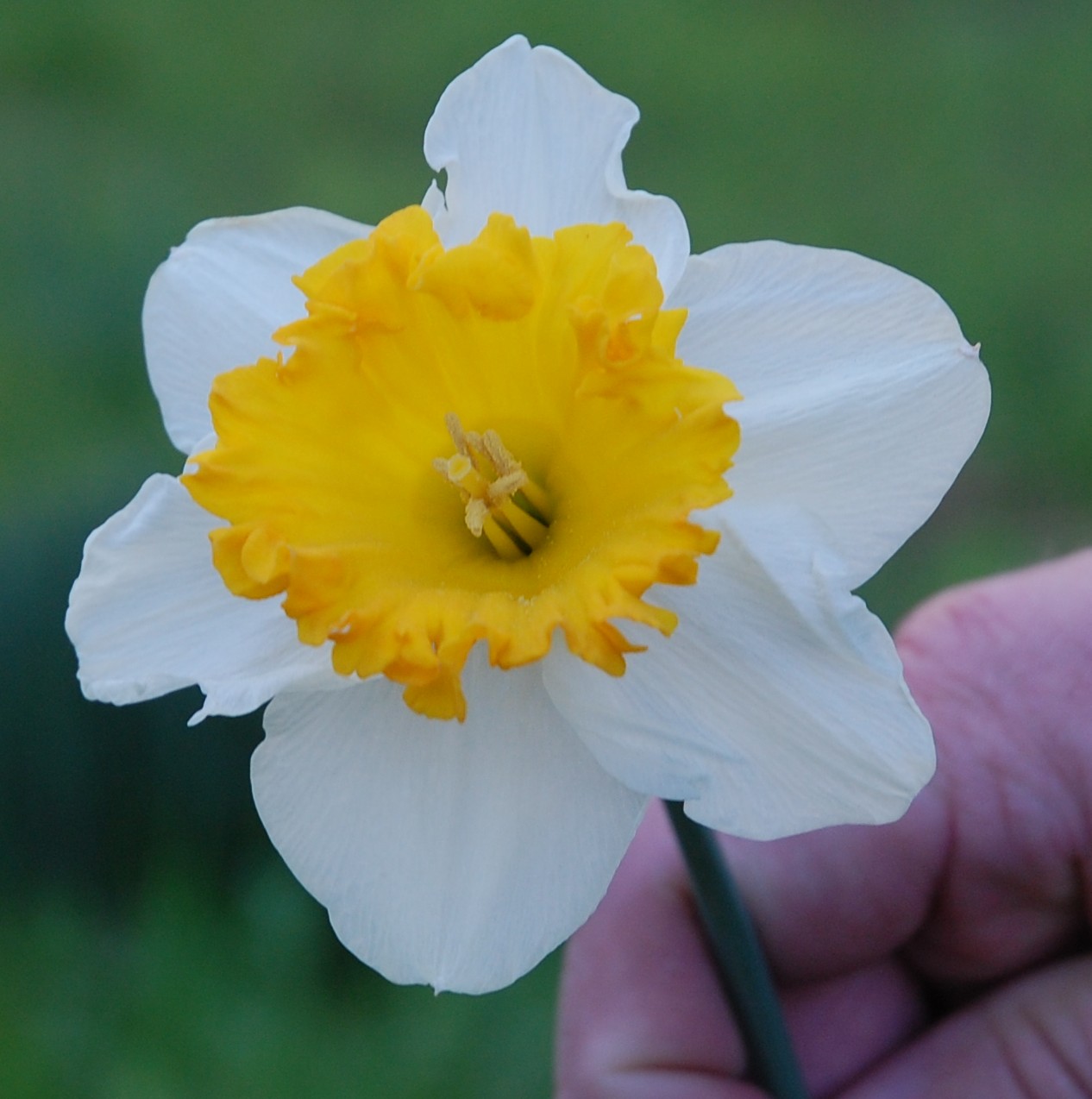 Blooming Where I am Planted! Daffodils Mt.Pleasant, Texas
