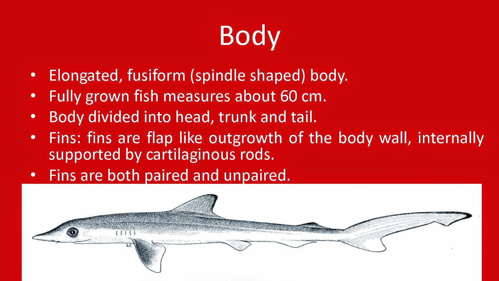 Shelford Tutorials: Digestive System of Scoliodon