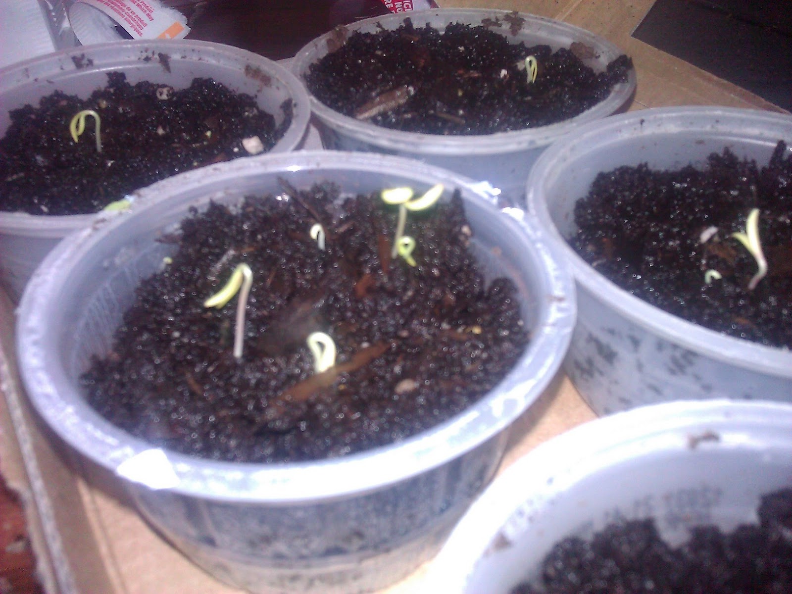 Victoria's Gardens Fast Germinating Flowers Poppy / Peony