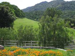California poppies, trees, and green hills along Marsh Creek Road near Clayton, California