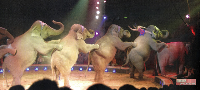 6 éléphants dans la piste du Cirque Knie 