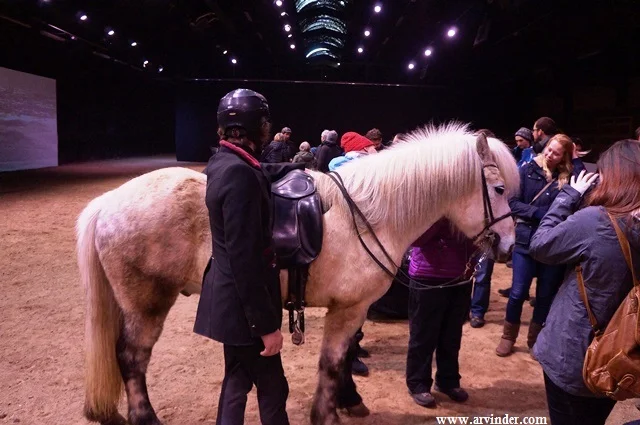 Icelandic Horse