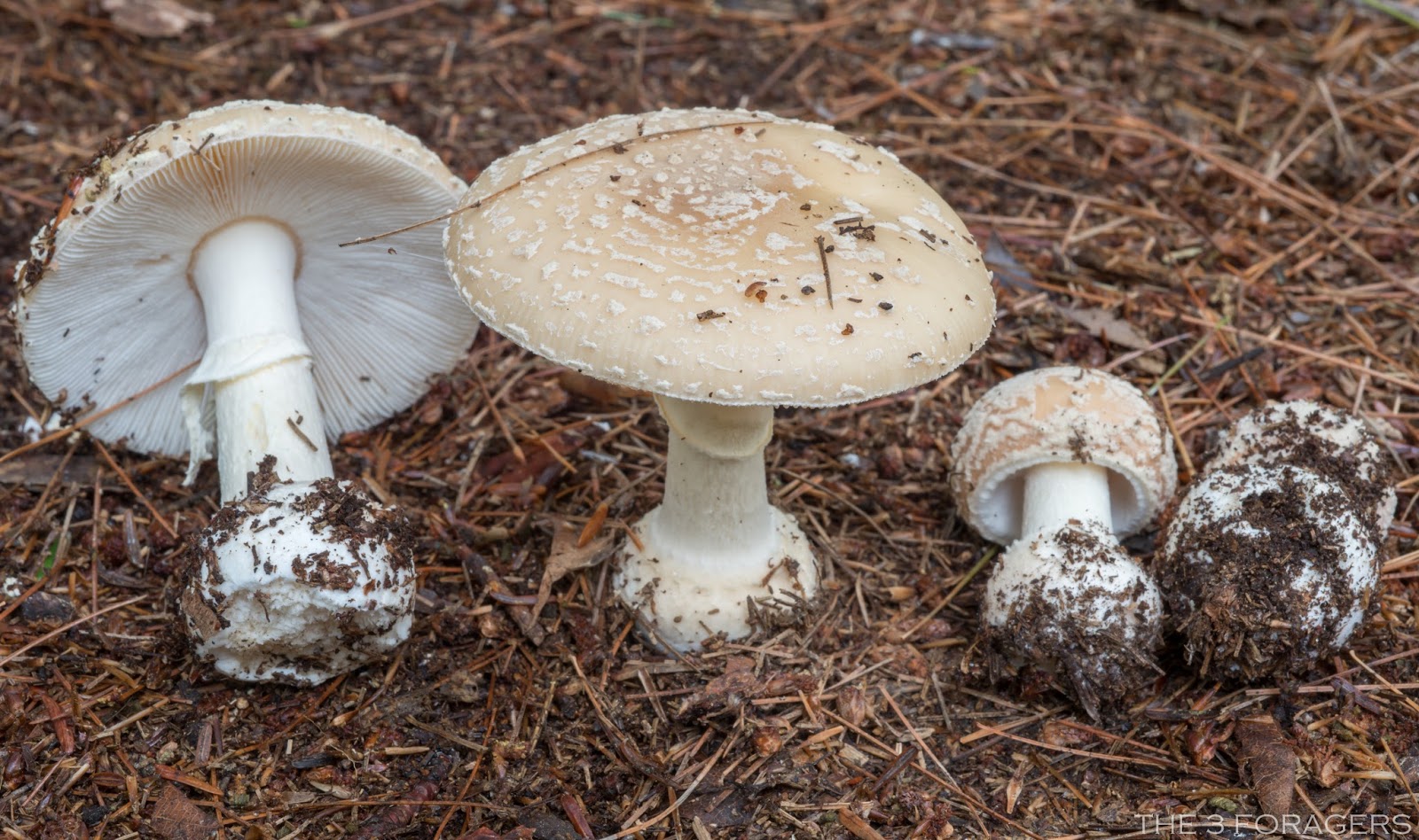 The 3 Foragers Foraging for Wild, Natural, Organic Food Autumn