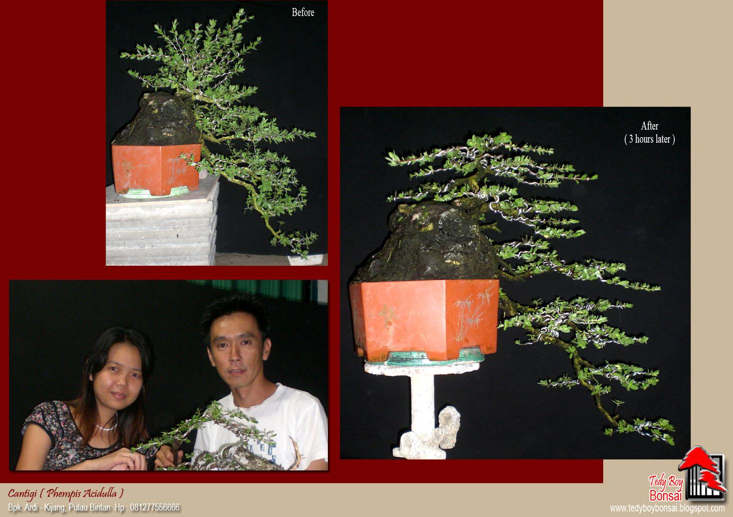 Bonsai Tedy Boy Bonsai Bali INDONESIA europe usa america european JAPAN