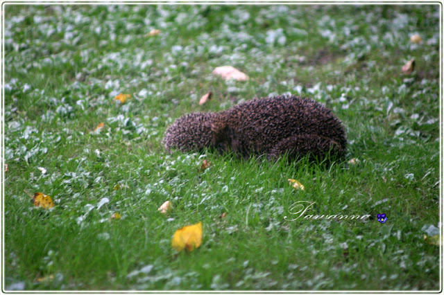 życie jeży, ciekawostki o jeżach, co powinniśmy wiedzieć o jeżach, life of hedgehogs, curiosities about hedgehogs, what we should know about hedgehogs