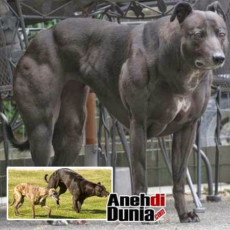 Anjing Paling Tinggi Besar Di Dunia Berita Aneh Unik Dan Menarik