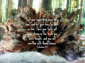 bible verse, inspiration, God's Word, roots, redwoods, faith, truth, https://bec4-beyondthepicketfence.blogspot.com/2016/08/sunday-verses_28.html